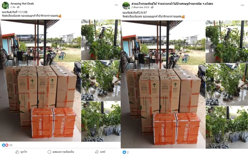 ภาพบันทึกหน้าจอแสดงโพสต์จากเพจปลอม (ซ้าย) เปรียบเทียบกับ ภาพจากโพสต์ของสวนฉวีวรรณพันธุ์ไม้ จำหน่ายกล้าไม้ป่าเศรษฐกิจทุกชนิด จ.ยโสธร (ขวา)